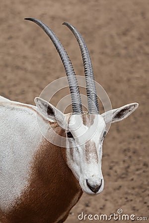 Scimitar oryx Oryx dammah Stock Photo