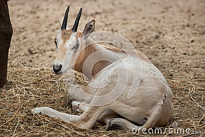 Scimitar oryx Oryx dammah Stock Photo