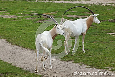 Scimitar oryx Oryx dammah Stock Photo