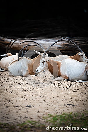 Scimitar oryx, Oryx dammah Stock Photo