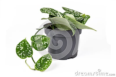 `Scindapsus Pictus Argyraeus` tropical house plant, also called `Satin Pothos` with velvet texture and silver spot pattern Stock Photo