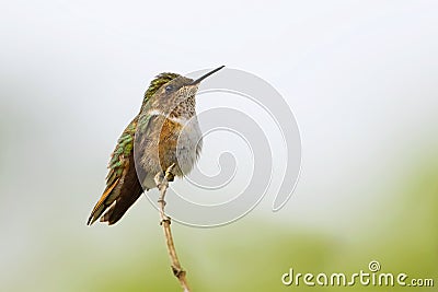 Scintillant hummingbird female ~ Costa Rica Stock Photo