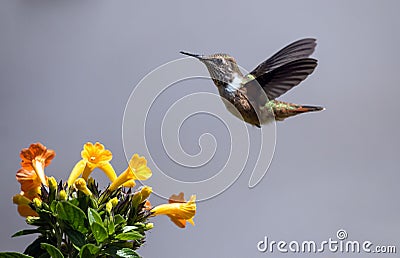 Scintillant Hummingbird Selasphorus scintilla Stock Photo