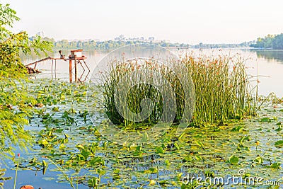 Scirpus in the Dnieper River in Kiev Stock Photo