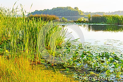 Scirpus in the Dnieper River in Kiev Stock Photo