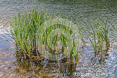 Scirpus plants in pond in Moscow park Stock Photo