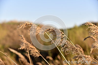 Scirpus reed is a genus of perennial and annual coastal aquatic plants of the Sedge family Stock Photo