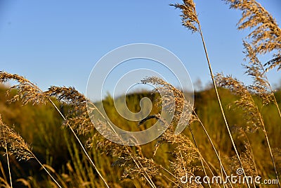 Scirpus reed is a genus of perennial and annual coastal aquatic plants of the Sedge family Stock Photo