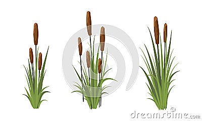 Scirpus, Reed thickets. aquatic vegetation from Coastal shores of lakes and rivers and swamps, meadows. Realistic vector Vector Illustration