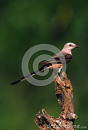 Scissor-tailed Flycatcher on Log Stock Photo