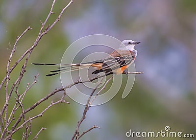 Scissor-tailed Flycatcher Bird Stock Photo