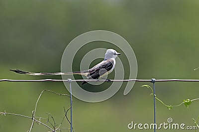 Scissor-tailed Flycatcher, Tyrannus forficatus, perched Stock Photo