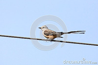 Scissor-tailed Flycatcher tyrannus forficatus Stock Photo