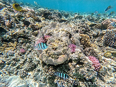 Scissortail Sergeant (Abudefduf sexfasciatus) at the Red Sea coral reef Stock Photo