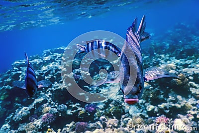 Scissortail sergeant fish Abudefduf sexfasciatus striptailed damselfish underwater, Tropical waters Stock Photo