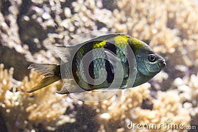 Scissortail sergeant, striptailed damselfish Abudefduf sexfasciatus. Stock Photo