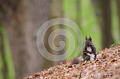 Sciurus vulgaris cute european squirrel (black form) in the forrest in Czech republic. Stock Photo