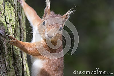 Sciurus vulgaris, red squirrel body and face portraits Stock Photo