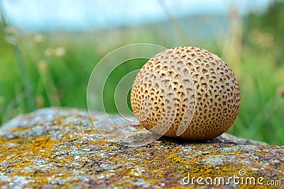 Scleroderma citrinum Stock Photo