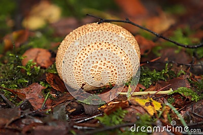 Scleroderma Vulgare forest fungus Stock Photo
