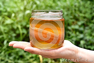 Scoby, Hand holding tea mushroom with kombucha tea, Healthy fermented food, Probiotic nutrition drink. Stock Photo