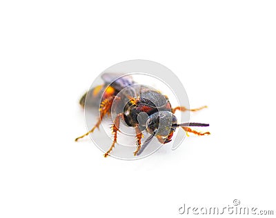 Scolia nobilitata - Noble Scoliid Wasp - with light yellow orange red spots on upper abdomen iridescent blue wings. isolated on Stock Photo