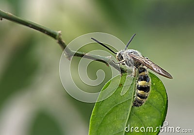 Scoliidae wasp, Yellow Hairy Flower Wasp Stock Photo