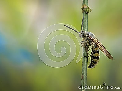 Scoliidae wasp, Yellow Hairy Flower Wasp Stock Photo