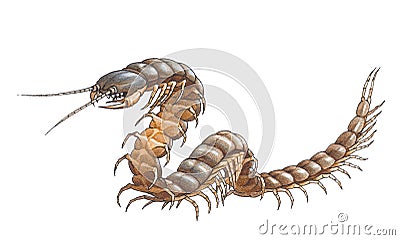 Scolopendra (Amazonian giant centipede) Stock Photo