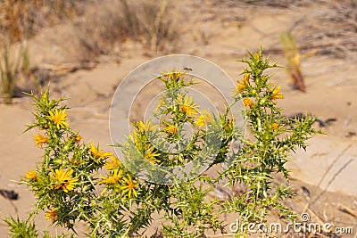 Scolymus hispanicus, the common golden thistle Stock Photo