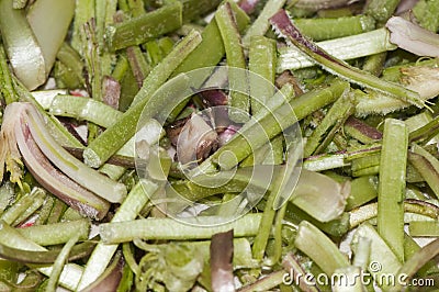 Scolymus hispanicus Spanish oyster thistle is an edible plant very culinary appreciated in certain areas of Andalusia only the Stock Photo