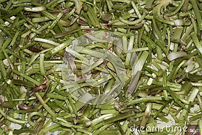 Scolymus hispanicus Spanish oyster thistle is an edible plant very culinary appreciated in certain areas of Andalusia only the Stock Photo