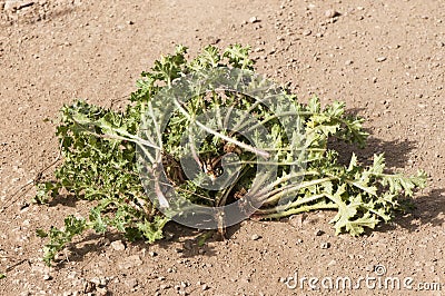 Scolymus hispanicus Spanish oyster thistle is an edible plant very culinary appreciated in certain areas of Andalusia only the Stock Photo