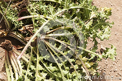 Scolymus hispanicus Spanish oyster thistle is an edible plant very culinary appreciated in certain areas of Andalusia only the Stock Photo