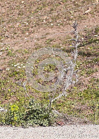 Scolymus hispanicus, Spanish oyster thistle is an edible plant very culinary appreciated in certain areas of Andalusia only the Stock Photo