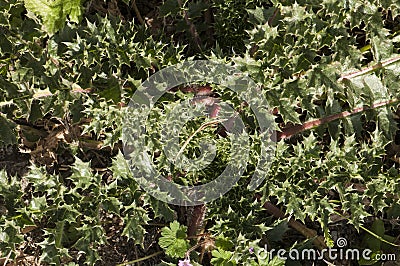 Scolymus hispanicus, Spanish oyster thistle is an edible plant very culinary appreciated in certain areas of Andalusia only the Stock Photo