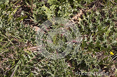 Scolymus hispanicus Spanish oyster thistle is an edible plant very culinary appreciated in certain areas of Andalusia only the Stock Photo