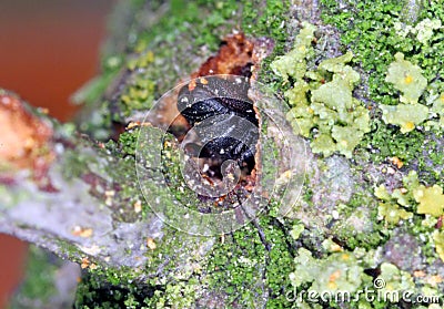 Scolytus rugulosus the shothole borer under bark of plum tree. It is a species of bark beetles subfamily Scolytinae a pest. Stock Photo