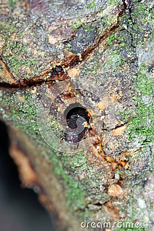 Scolytus rugulosus the shothole borer under bark of plum tree. It is a species of bark beetles subfamily Scolytinae a pest. Stock Photo