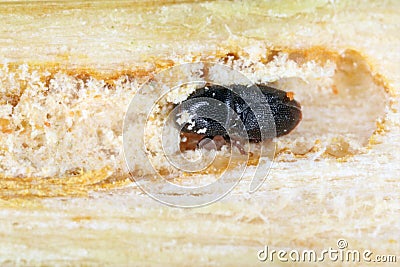 Scolytus rugulosus the shothole borer under bark of plum tree. It is a species of bark beetles subfamily Scolytinae a pest. Stock Photo