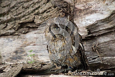 Scops owl Stock Photo