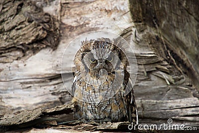 Scops owl Stock Photo