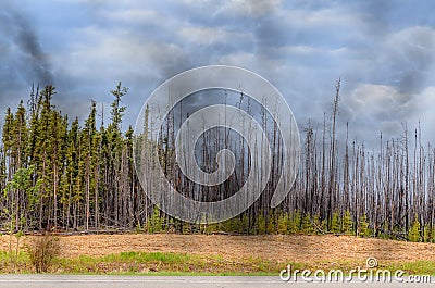 Scorched forest, tall trees with charred trunks and bark, green Stock Photo