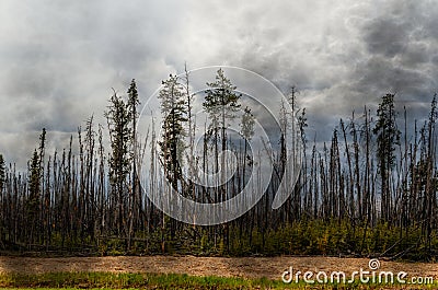Scorched forest, tall trees with charred trunks and bark, green Stock Photo