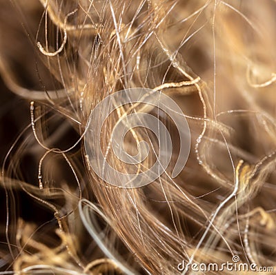 Scorched hair on the head. Stock Photo