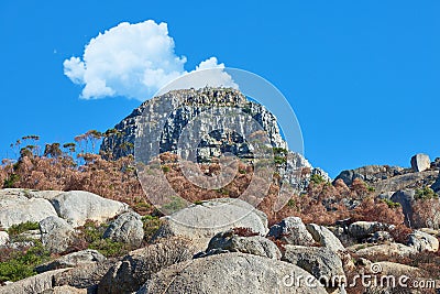 Scorched landscape after a wildfire on a mountain in Cape Town with copyspace. Ecology ruined by a bushfire in a forest Stock Photo