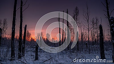 Scorcher forest in winter Stock Photo