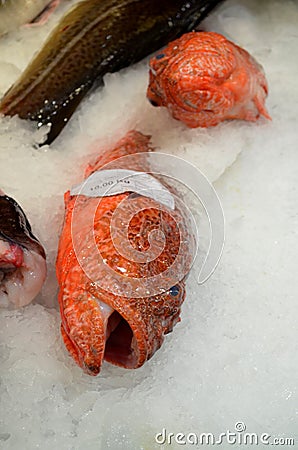Scorpaena Scrofa,Scorpion fish prepaired for cooking Rose fish (sebastes marinus) Stock Photo