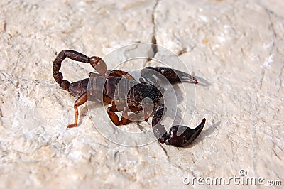 Scorpio Stock Photo