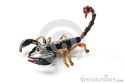 Scorpion Stock Photo